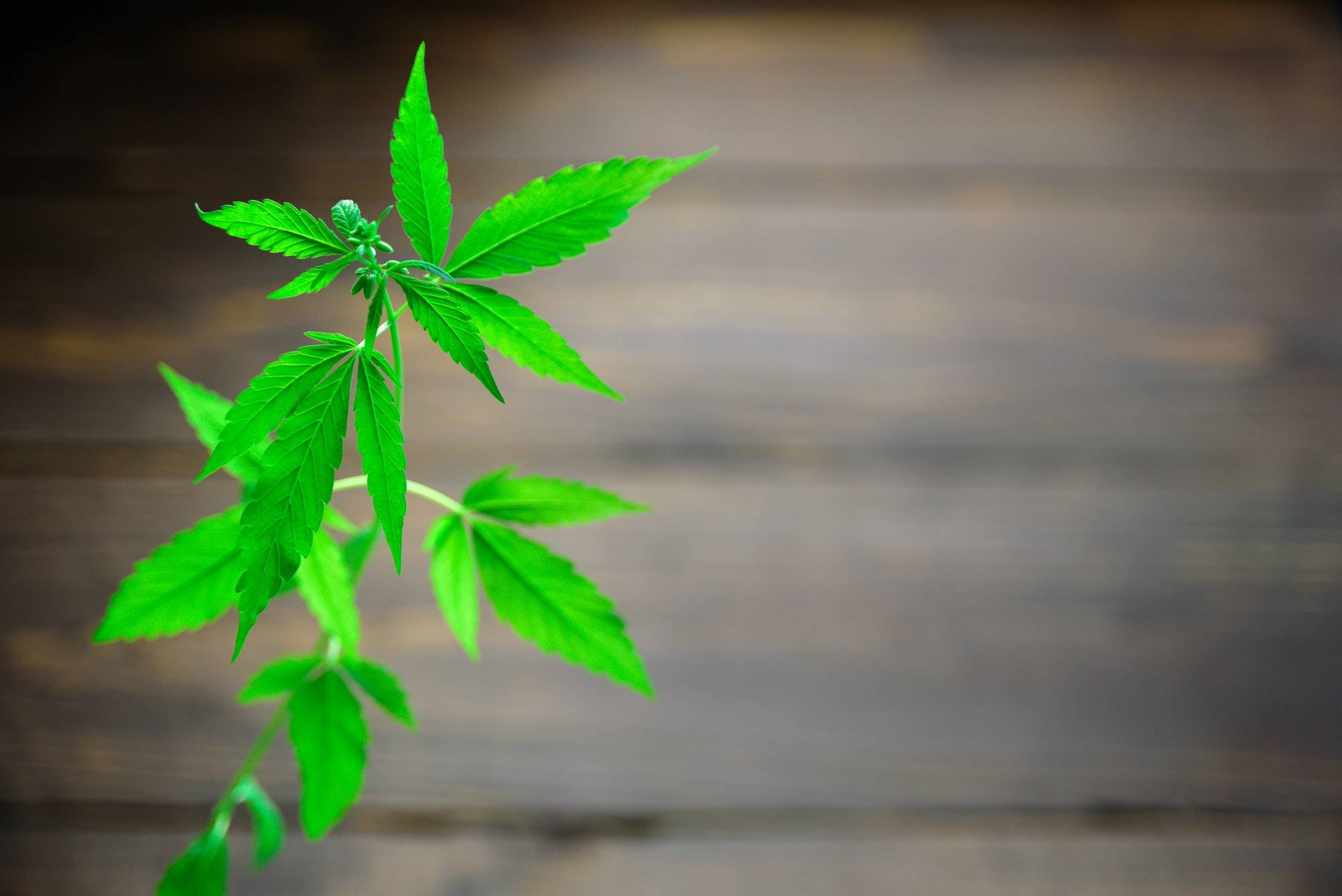 Hemp Basics