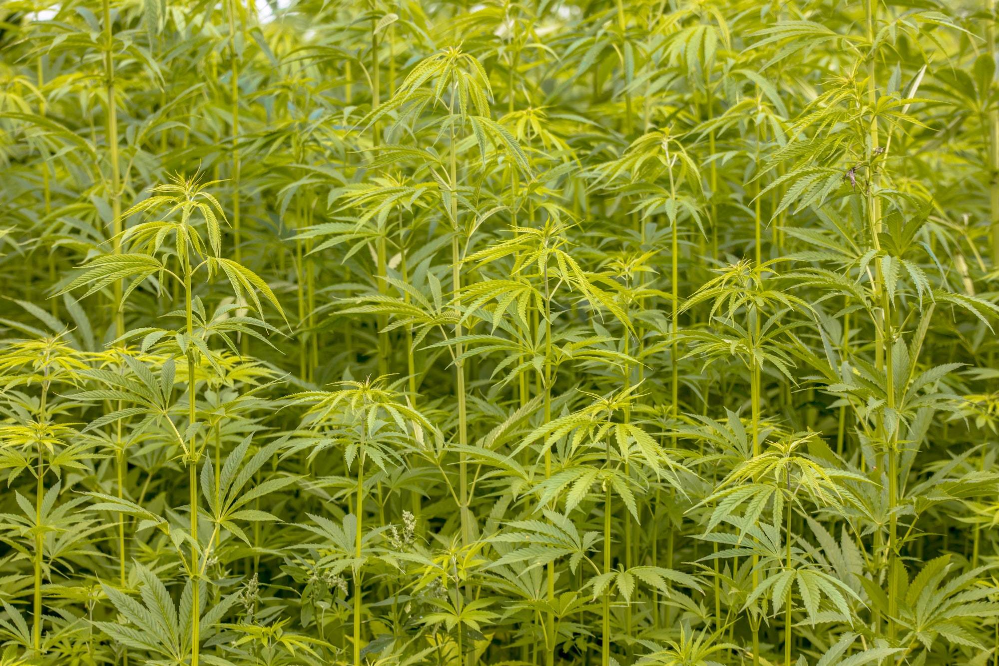Hemp field in a HempAware photo frame