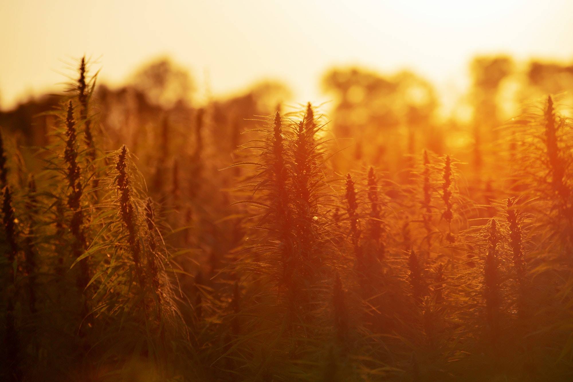 Hemp Answers