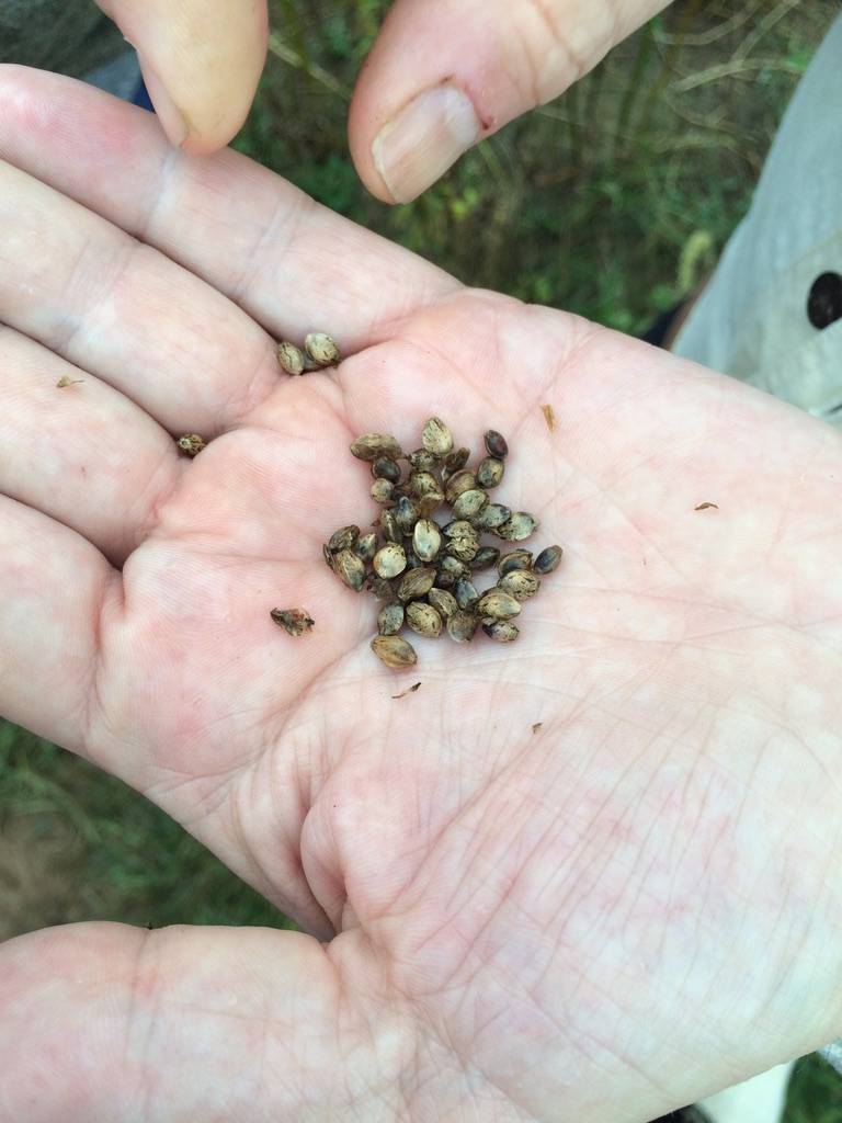 Kentucky Hemp Seeds