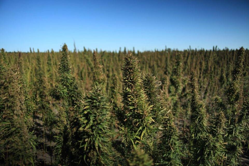 hemp Field