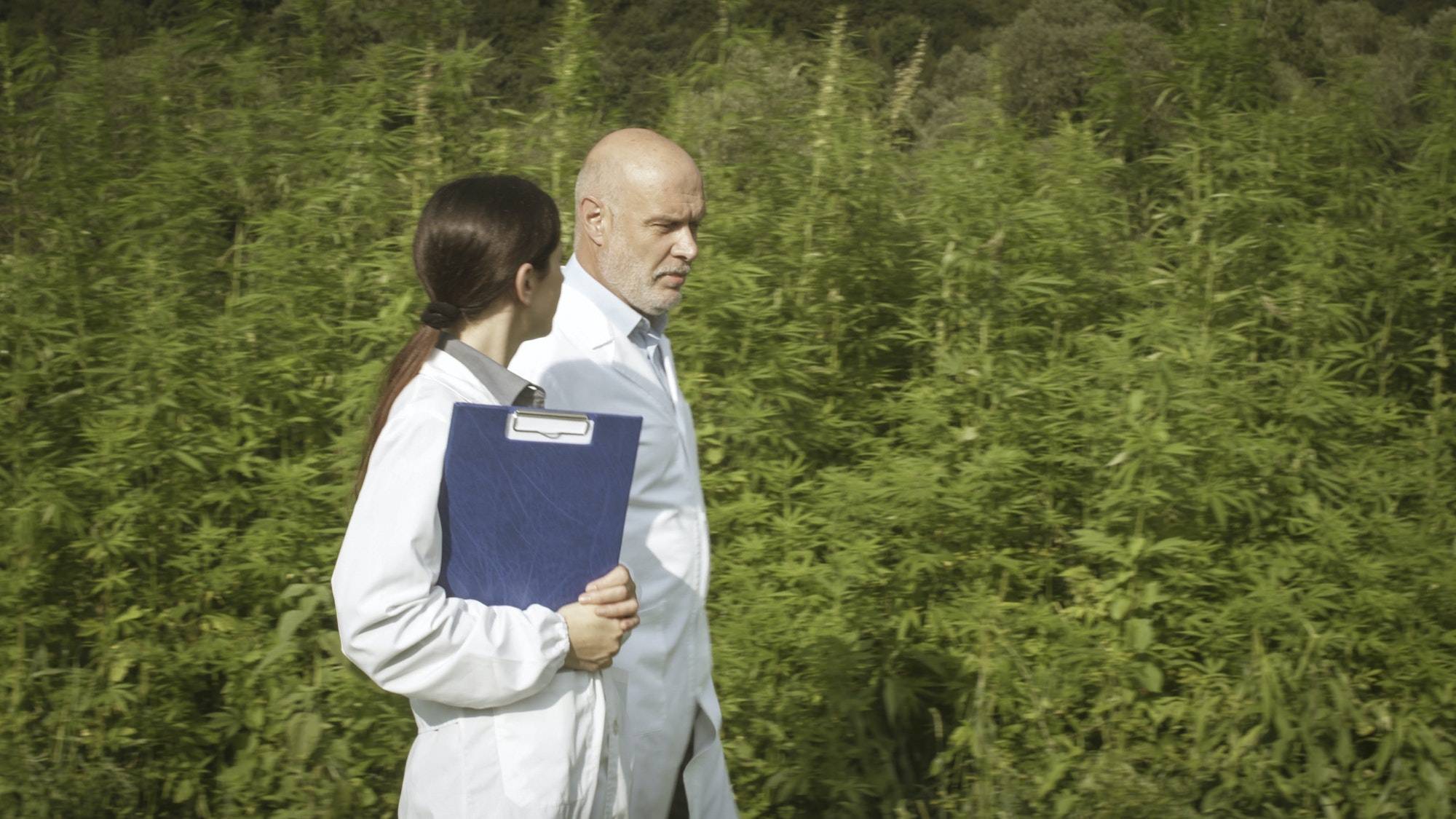 Scientists walking in a hemp field and discussing
