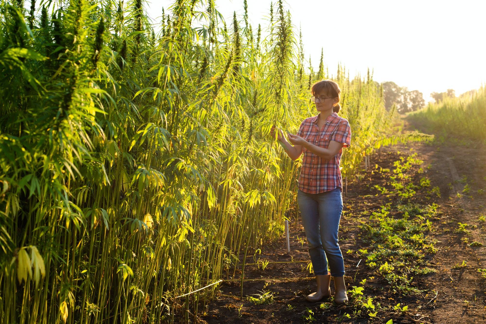Hemp economy & environment made from hemp