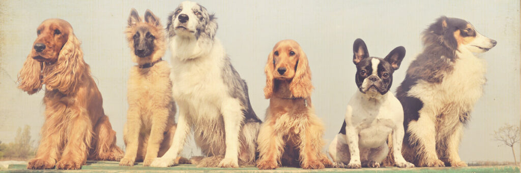 The Good Dog Company logo