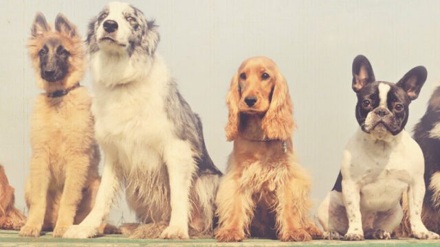 The Good Dog Company logo